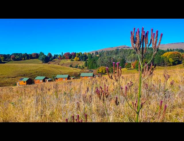 FARM FOR SALE IN UNDERBERG